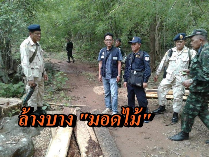 เพชรบูรณ์ มอดไม้