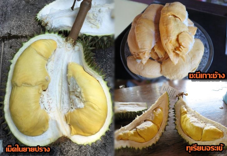 เม็ดในยายปราง1