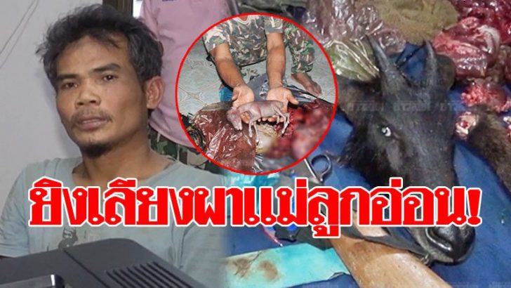 13-ยิงเลียงผาชำแหละซาก