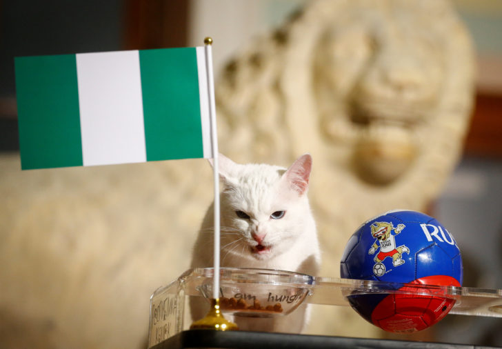 Achilles the cat, that lives in St Petersburg's Hermitage museum, chooses Nigeria while attempting to predict the result of the match of the soccer World Cup between Argentina and Nigeria in Saint Petersburg