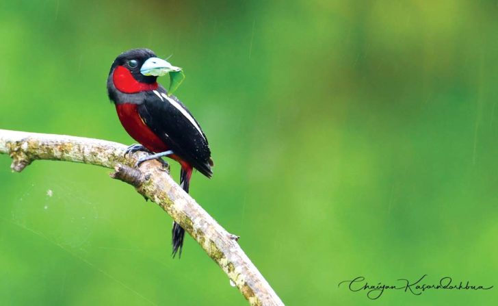 Broadbill-Black-and-red-20180616-BK-km9