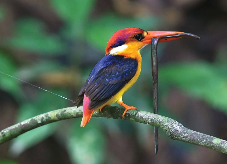 kingfisher black backed 20180528 BK