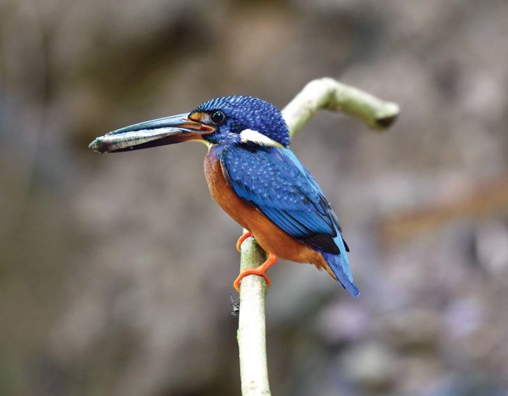 kingfisher-blue-eared-20180528-BK