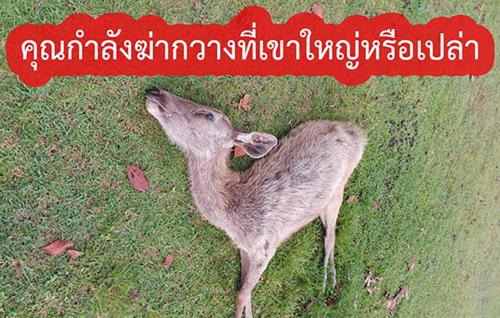 กวาง