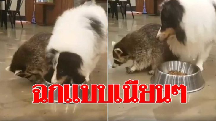 ขโมย-1