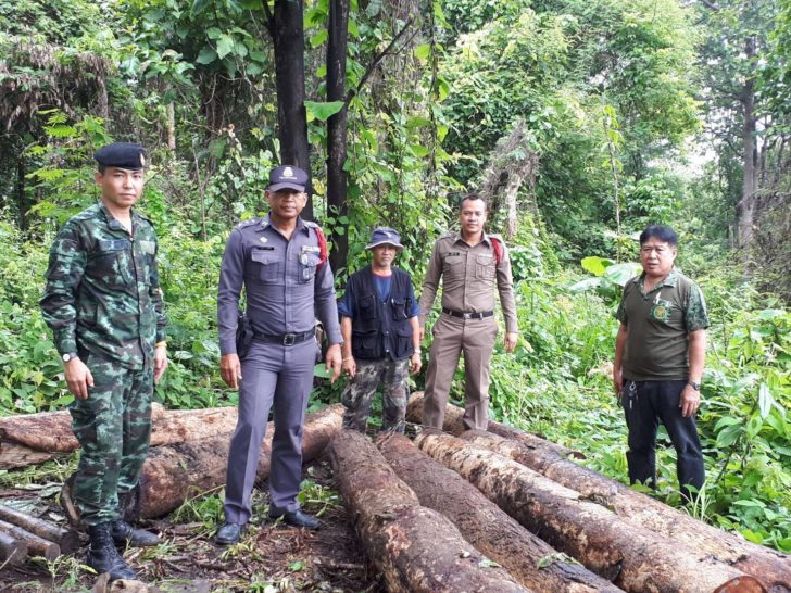 ตัดไม้1