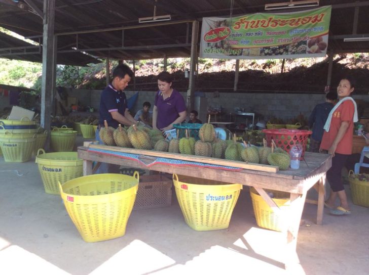 ทุเรียนโดนขโมย