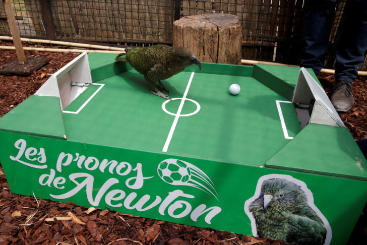 Newton a Kea Parrot, specialised in World Cup forecasts, is seen after it predicted the outcome of the France-Uruguay Soccer World Cup match at the Menagerie du Jardin des Plantes in Paris