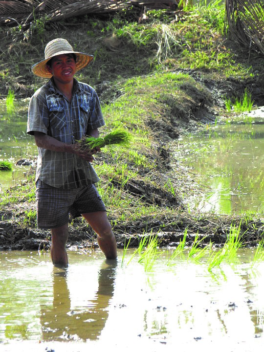 ประกันสังคมมาตรา 40 ประกันชีวิต สำหรับเกษตรกร เริ่มต้นวัน ...