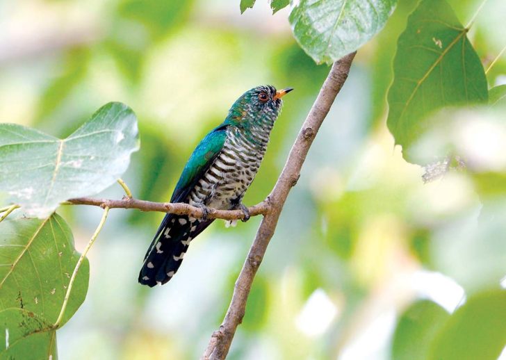 Cuckoo-Emerald-180120_111851-