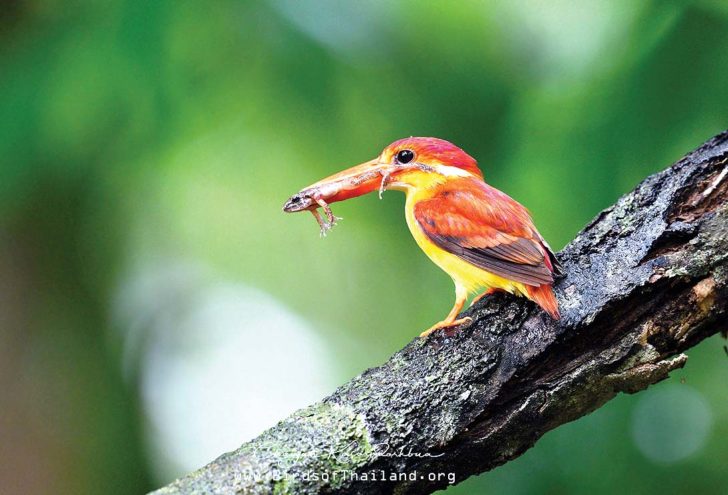 kingfisher-rufous-backed-20180701-sankala-khiri (1)