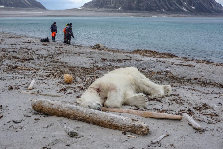 A polar bear is seen after being shot dead by another employee according to the cruise company, in Svalbard