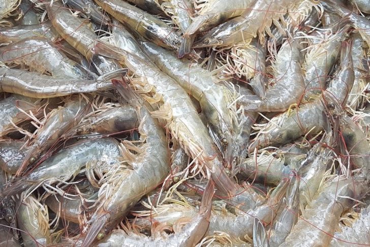 กุ้ง