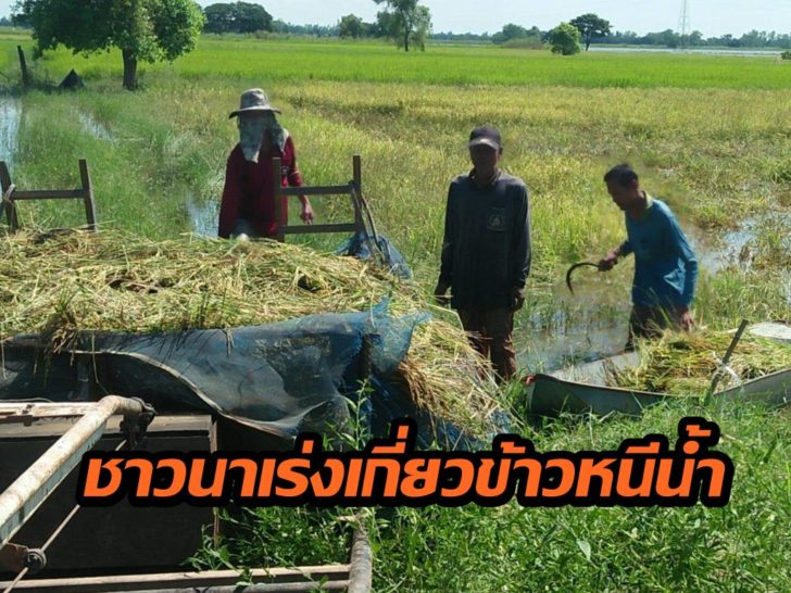 ขาว1-1024x768