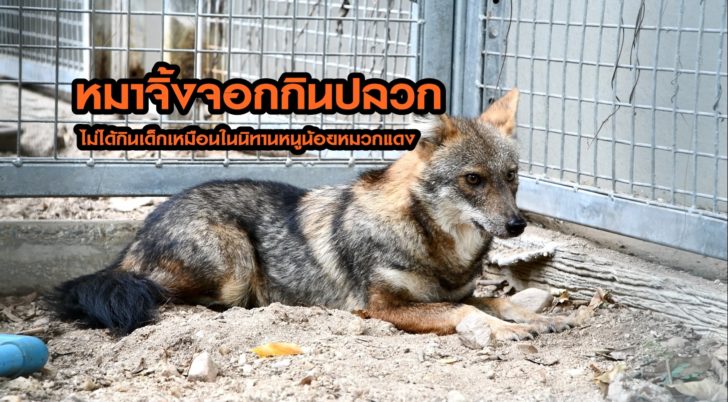 จิ้งจอกกินปลวก