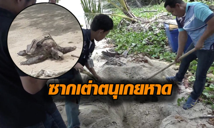 ซากเต่าตนุ