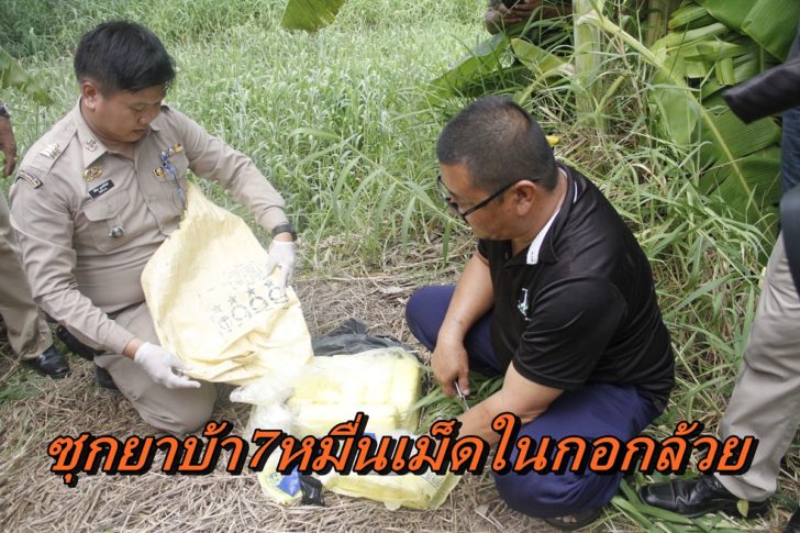 ซุกยาในกอกล้วย