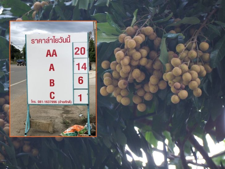 ลำไย