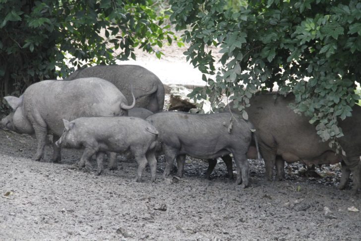 หมูป่า