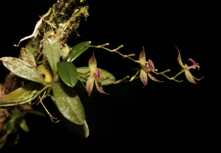 PERU-BOTANY-ORCHID