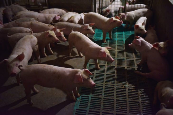 FILES-CHINA-ANIMALS-LIVESTOCK-DISEASE