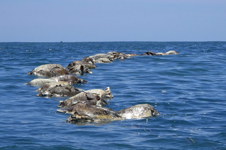Turtles killed while trapped in a fishing net are seen in the municipality of Santa Maria Colotepec