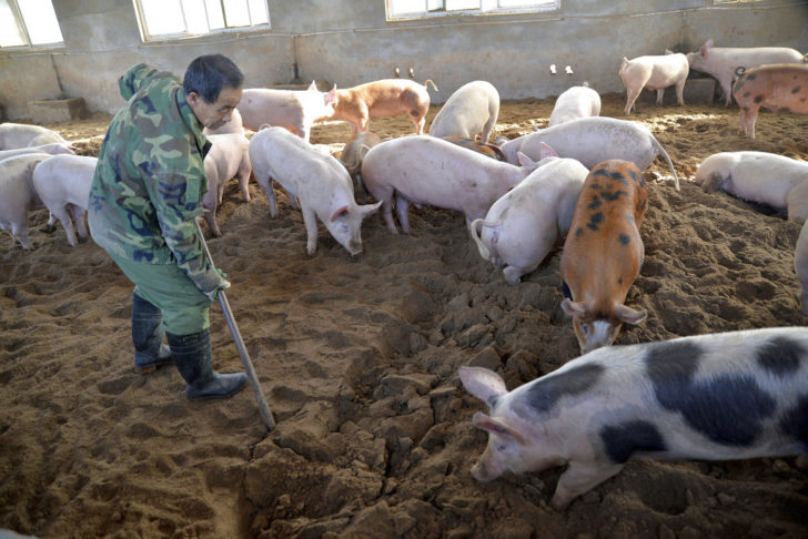 China Swine Fever Outbreak