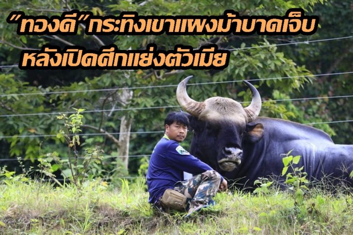 กระทิง