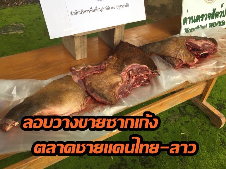 ซากเก้งง