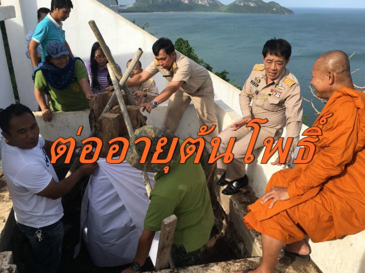 ต่อายุต้นไม้2-