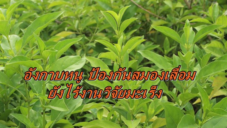ต้นอังกาบหนู-ป้องกันสมองเสื่อม
