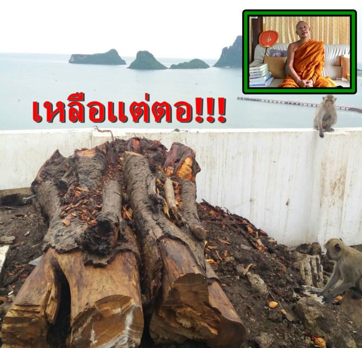 ต้นไม้ร.9
