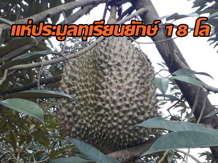 ทุเรียน