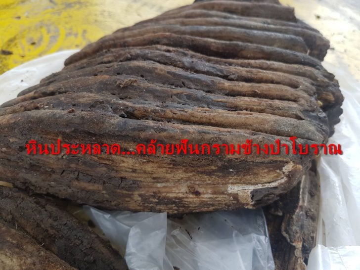 ฟันกราม