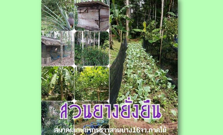 สวนยางยั่งยืน