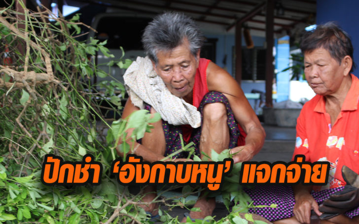 อังกาบหนู
