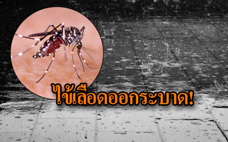 เดงกี