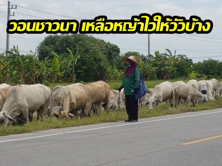 โคราช เลี้ยงวัว