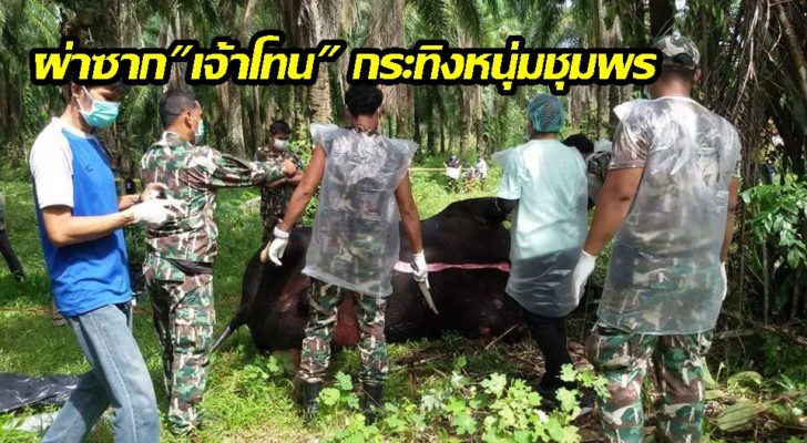 โทน ชุมพร2