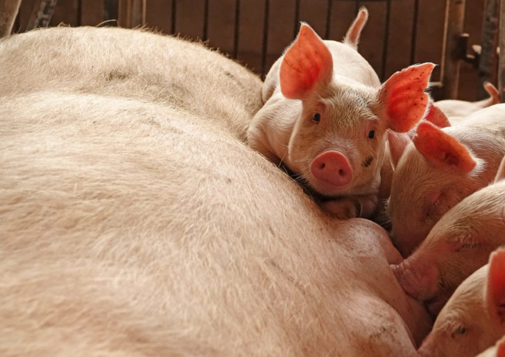 Piglets are seen by a sow at a pig farm in Zhoukou