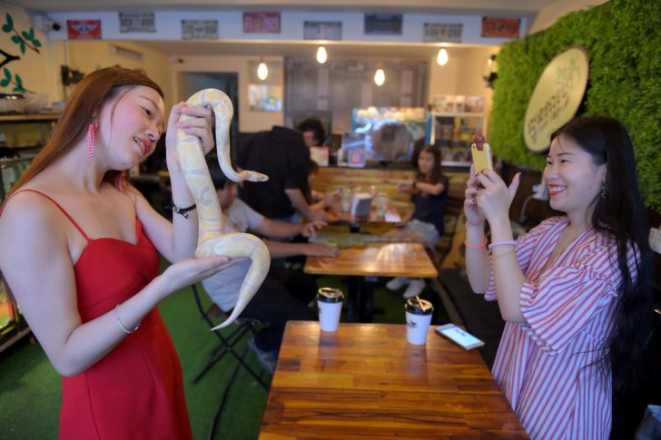 CAMBODIA-SNAKES-REPTILES-ANIMAL