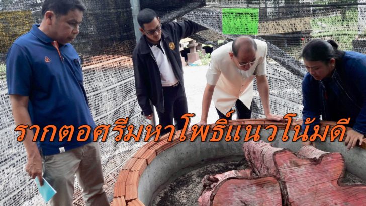 ตอศรีมหาโพธิ์-