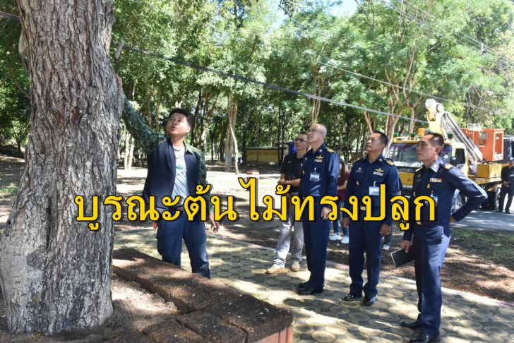 ต้นไม้ทรงปลูก-