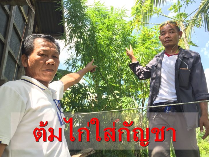 ต้มไก่ใบกัญชา