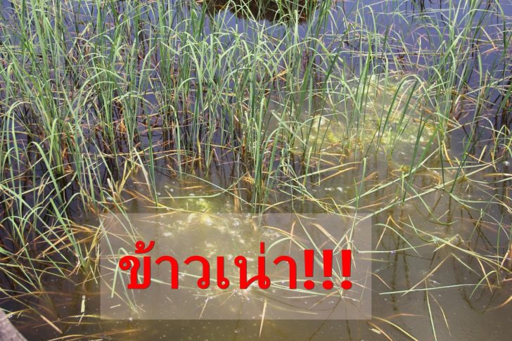 นาข้าวสกล