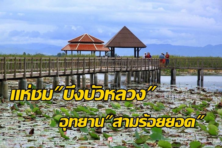 บึงบัว5