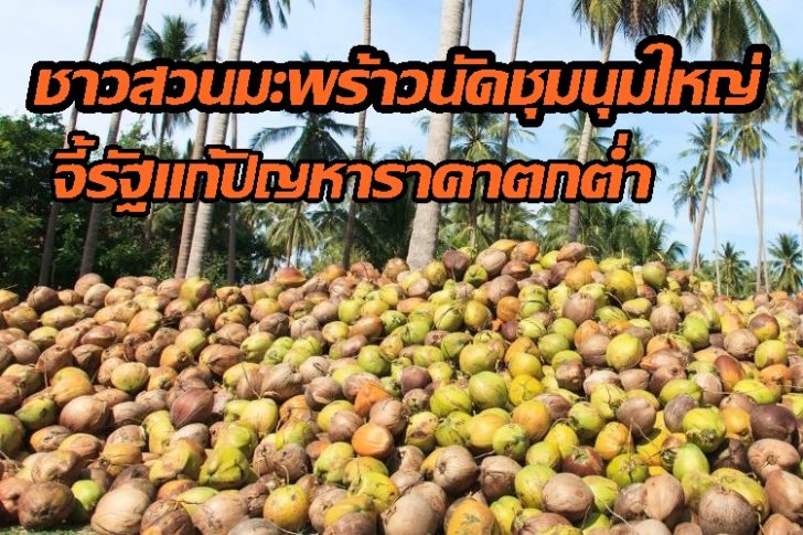 มะพร้าว