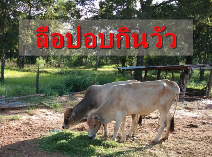 วัว