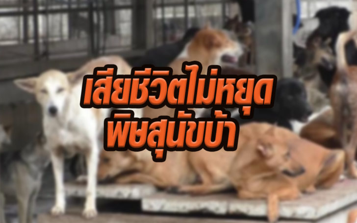 หมาบ้า