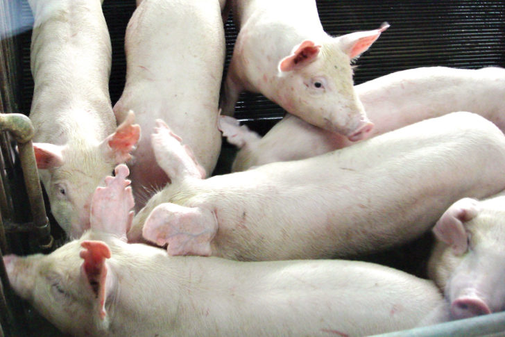 หมู01